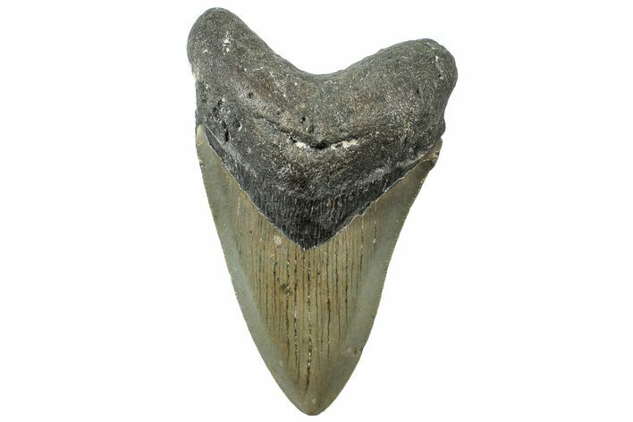 Serrated, Fossil Megalodon Tooth - North Carolina #311106